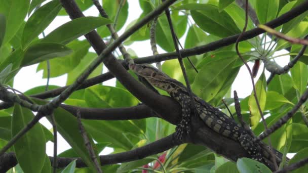 Young Asian Water Monitor Also Known Varanus Salvator Resting Peacefully — Video Stock