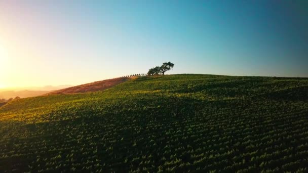 Beautiful Drone Shot Sunset Lone Tree Sitting Middle Lush Green — Stockvideo