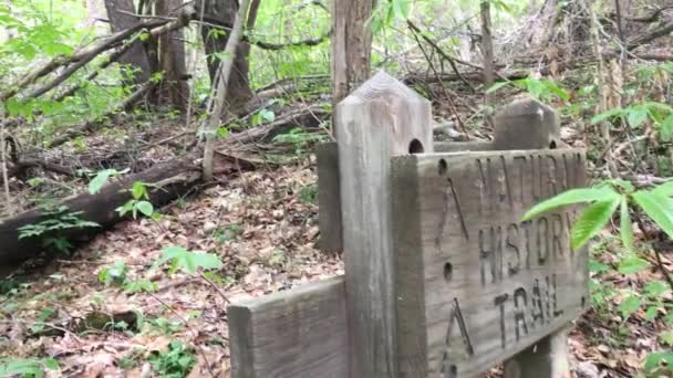 Entrar Sendero Naturaleza Hermosos Árboles Con Hojas Verdes — Vídeo de stock