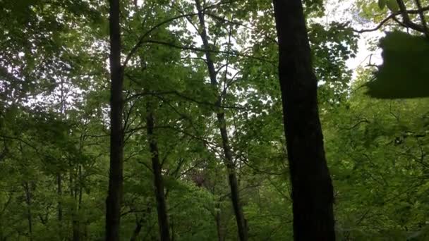 Krásné Stromy Zelenými Listy Lese Pěkně Fialové Květy — Stock video