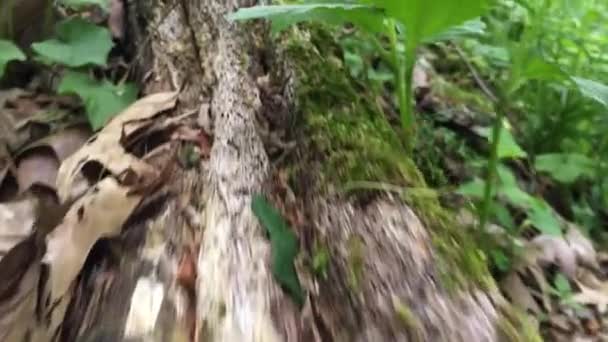 Running Tree Trunk Beautiful Nature — Vídeo de Stock