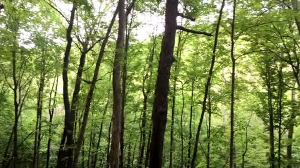 Лесу Солнечный День Деревья Зелеными Листьями — стоковое видео