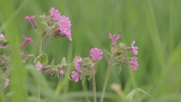 Pretty Pink Flowers Grow Green Lush Meadow — Vídeo de Stock
