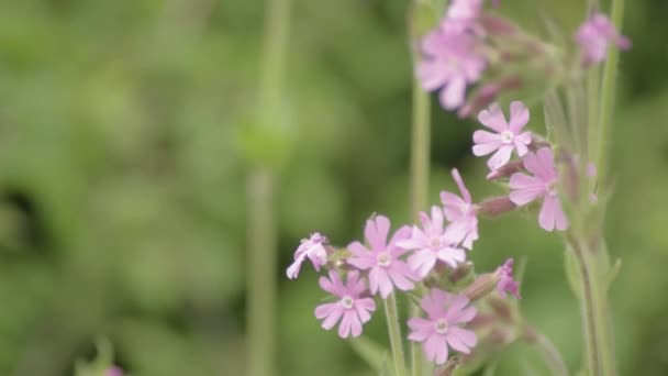 Pretty Pink Flowers Grow Green Lush Meadow — Stock videók