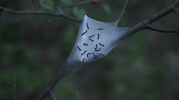 Σκηνικά Σκουλήκια Malacosoma Americanum Είναι Κάμπιες Που Χτίζουν Ένα Μεταξωτό — Αρχείο Βίντεο