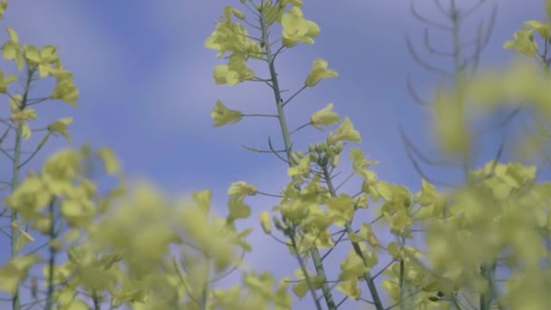 Rzepak Kwiatach Wieje Wietrze Przeciw Błękitnemu Niebu — Wideo stockowe