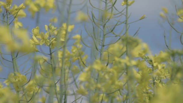 Rapeseed Flower Blowing Breeze Blue Sky — Stock video