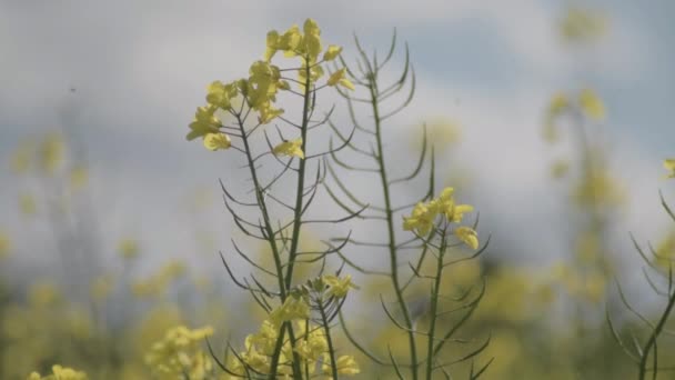 Colza Flor Soprando Brisa Contra Céu Azul — Vídeo de Stock