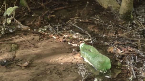 Plastic Bottle Pollution Countryside Stream — Stock video