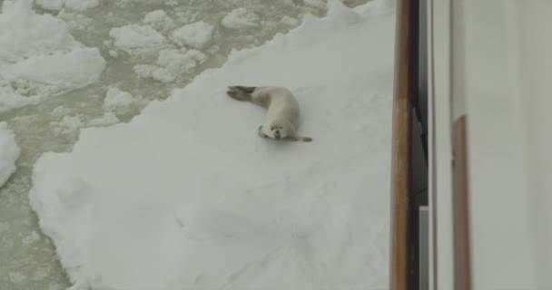 Robben Auf Dem Eisberg — Stockvideo