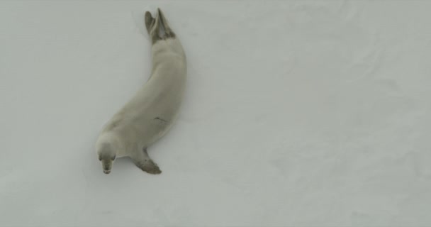 Robben Auf Dem Eisberg — Stockvideo