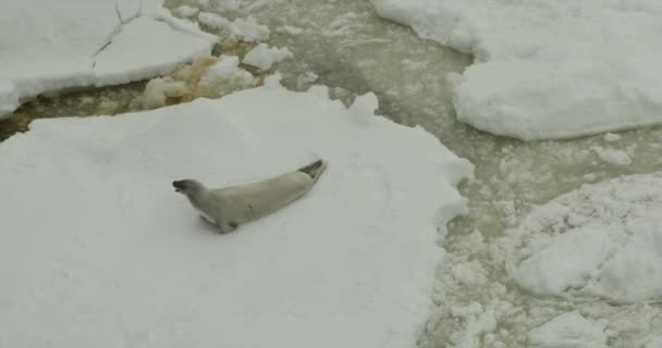 Seal Iceberg View — ストック動画