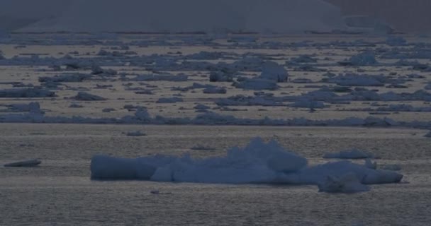 Iceberg Icefield Antarctic Peninsula Glacial Ice — ストック動画