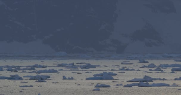 Iceberg Icefield Antarctic Peninsula Glacial Ice — Stockvideo