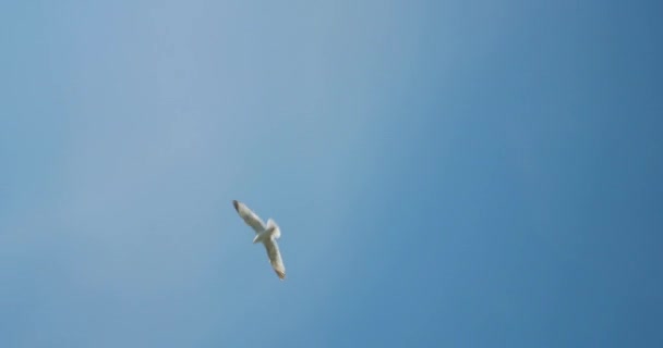 Singular Seagull Flying Others Being Tracked Camera Cinema 4096X2160 Bristol — стоковое видео
