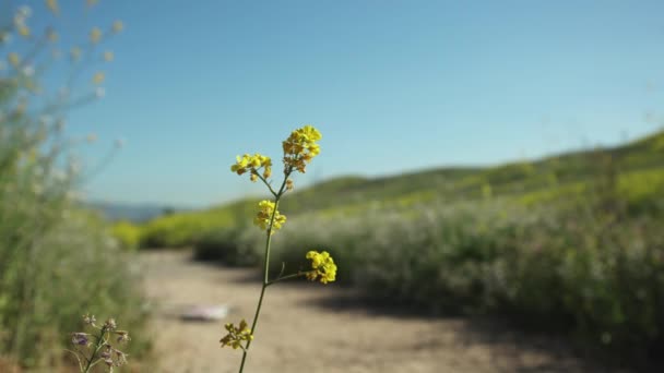 Close Wildflowers Summer Chino Hills State Park — Stock videók
