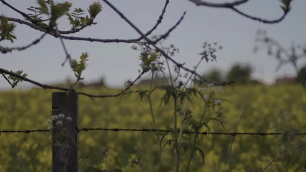 Landscape Rapeseed Crop Barbed Wire Fence Posts — 图库视频影像