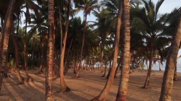 Drone Palm Trees Island Beach — 비디오