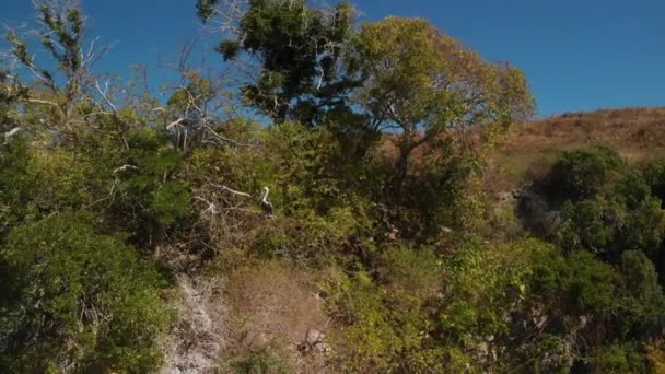 Pelican Sitting Tree Cliff Island Foliage — Stok video