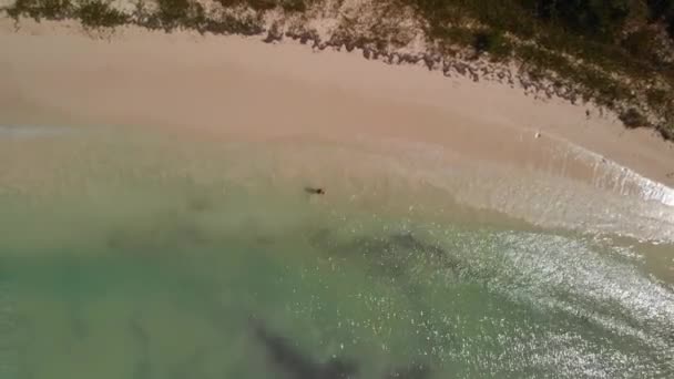 Man Walking Beach Saouna Island Dominican Republic Aerial — Stockvideo