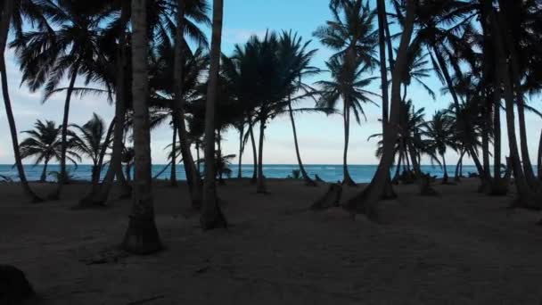 Aerea Attraverso Palme Sopra Spiaggia Oceano — Video Stock