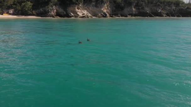 Pelicans Swimming Ocean Cliffs Macao Beach — Vídeos de Stock