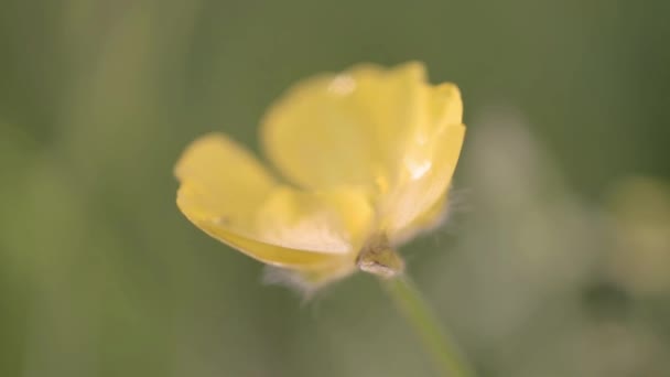 Buttercup Flower Meadow Macro Soft Focus — ストック動画