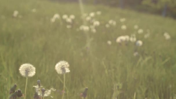 Seeding Dandelions Meadow Summer Breeze — Stock Video