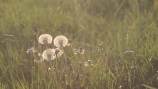 Seeding Dandelions Blowing Breeze Meadow — Vídeo de Stock