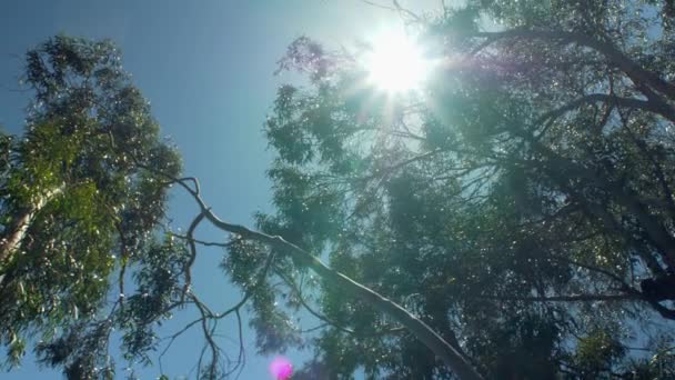 Tree Footage Close Sea — Stok video