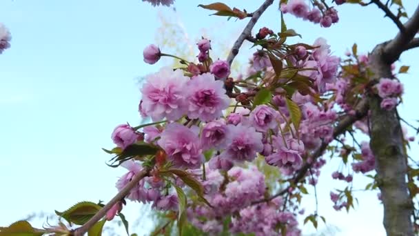 Spring Just Amazing Life — Stockvideo