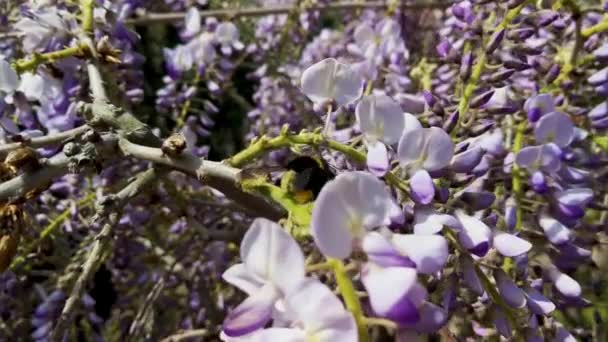 Bumble Bee Flying Flower Flower Spreading Pollen — Vídeos de Stock