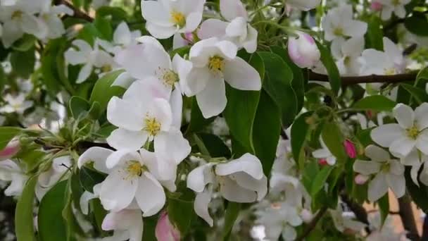 Peach Tree Blossoms Spring — Wideo stockowe