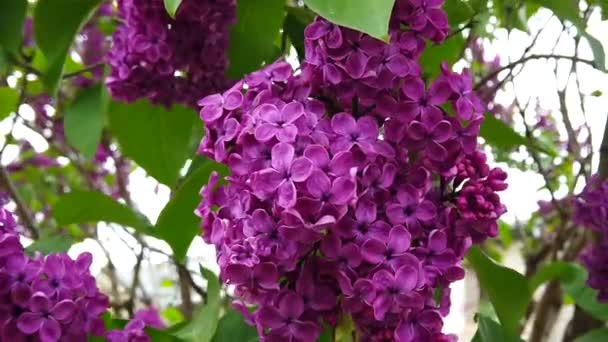 Amazing Purple Lilac Tree — Stockvideo