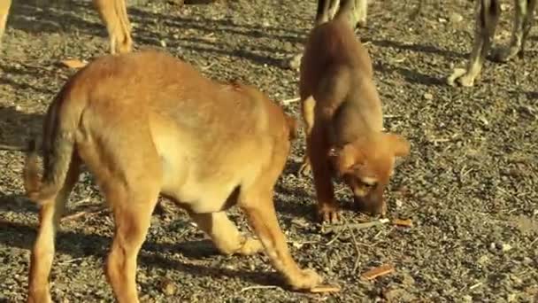 Венгрия Улица Щенки Собаки Едят Хлеб Разбросанный Земле — стоковое видео
