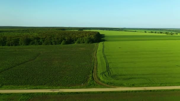 Aerial Footage Fields Forest Border Clear Blue Sky — Stok video