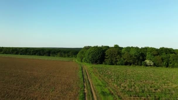 Drone Footage Dirt Road Raising Forest Trees Clear Blue Sky — Vídeos de Stock