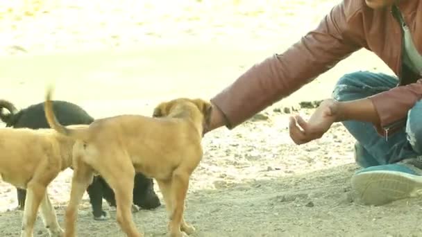 Man Feeding Cute Street Puppies Hand While Sitting Ground — Stok video