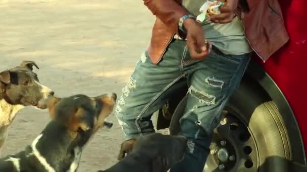 Man Feeding Street Dogs Piece Tasty Biscut Hand — Video