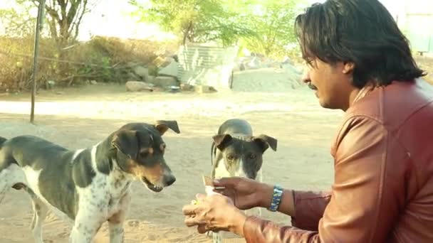 Closeup Young Man Feeding Street Dogs Piece Tasty Biscut Hand — Stock video