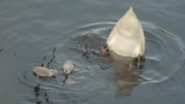 Swan Cygnets River Feeding — Stock videók