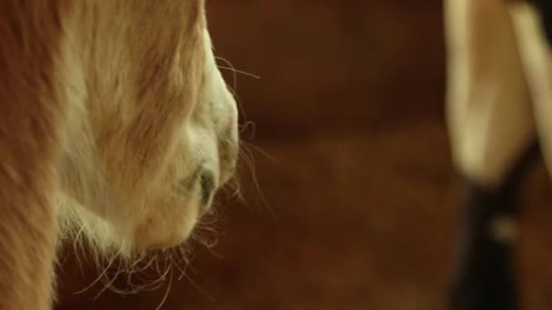 Closeup Brown Horse Nose Sniffs — Stok video