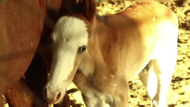 Baby Horse Foal Getting Scared Trying Stick Her Mother — 비디오