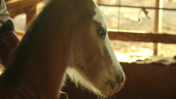 Close Hand Petting Horse Baby Foal — Video Stock