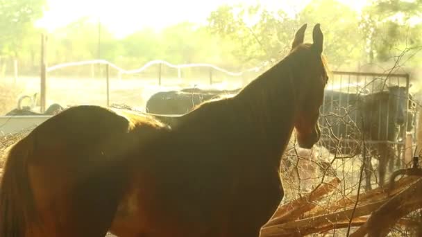 Beautiful Brown Horse Turning Walking Camera — Stockvideo