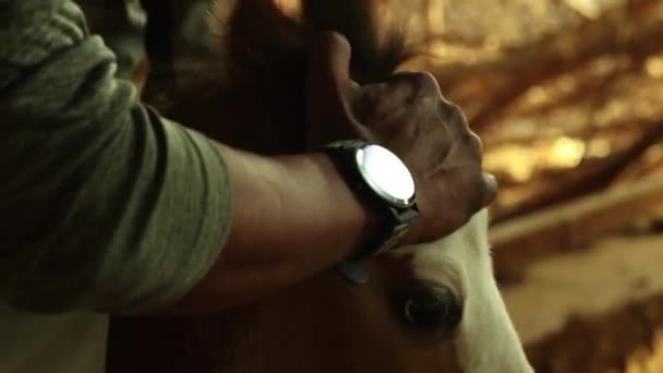 Close Man Hand Holding Horse Baby Foal — Vídeo de Stock