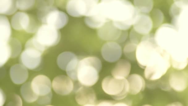 Defocused View Light Shining Tree Leaves Bokeh — Video