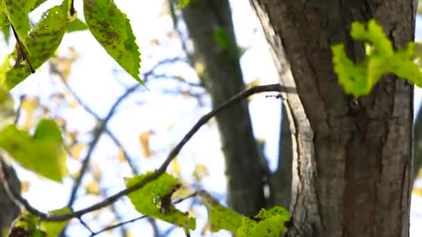 Elm Tree Upwards Tilt 25Fps 1920X1080 — Stock videók