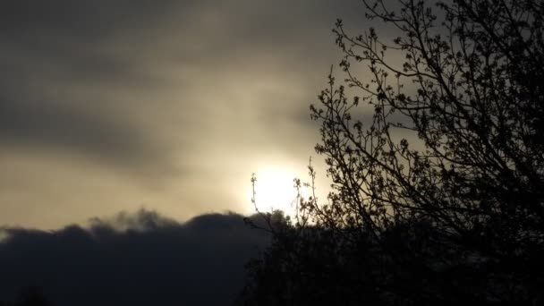 Beautiful Timelapse Sunset Clouds Tree Branches — Wideo stockowe