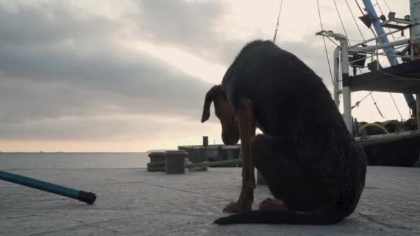 Old Dog Sitting Pier Sunset Looking — Stockvideo